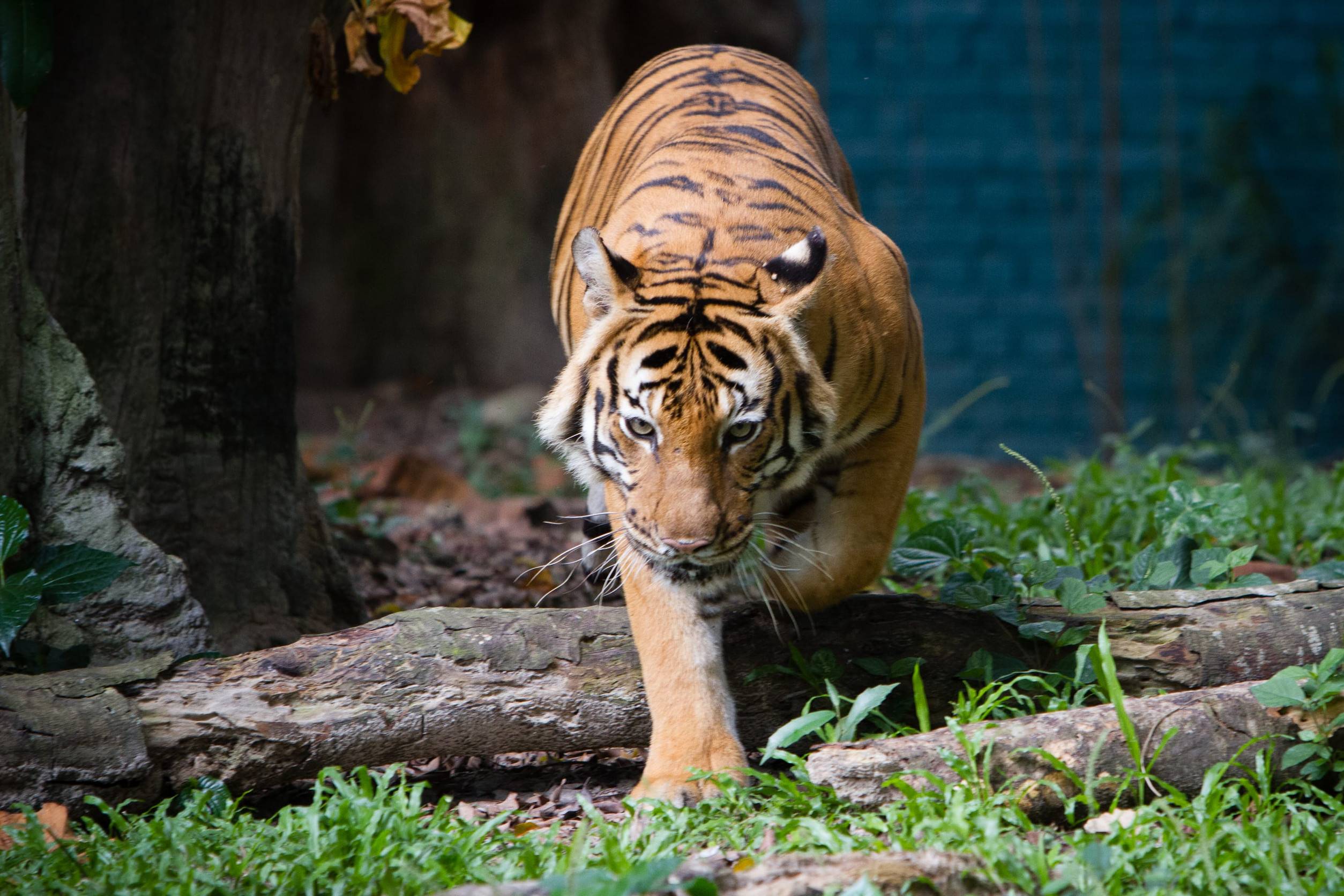 A Malayan Tiger Walking Towards The Camera A Malayan Tiger Walking Towards The Camera