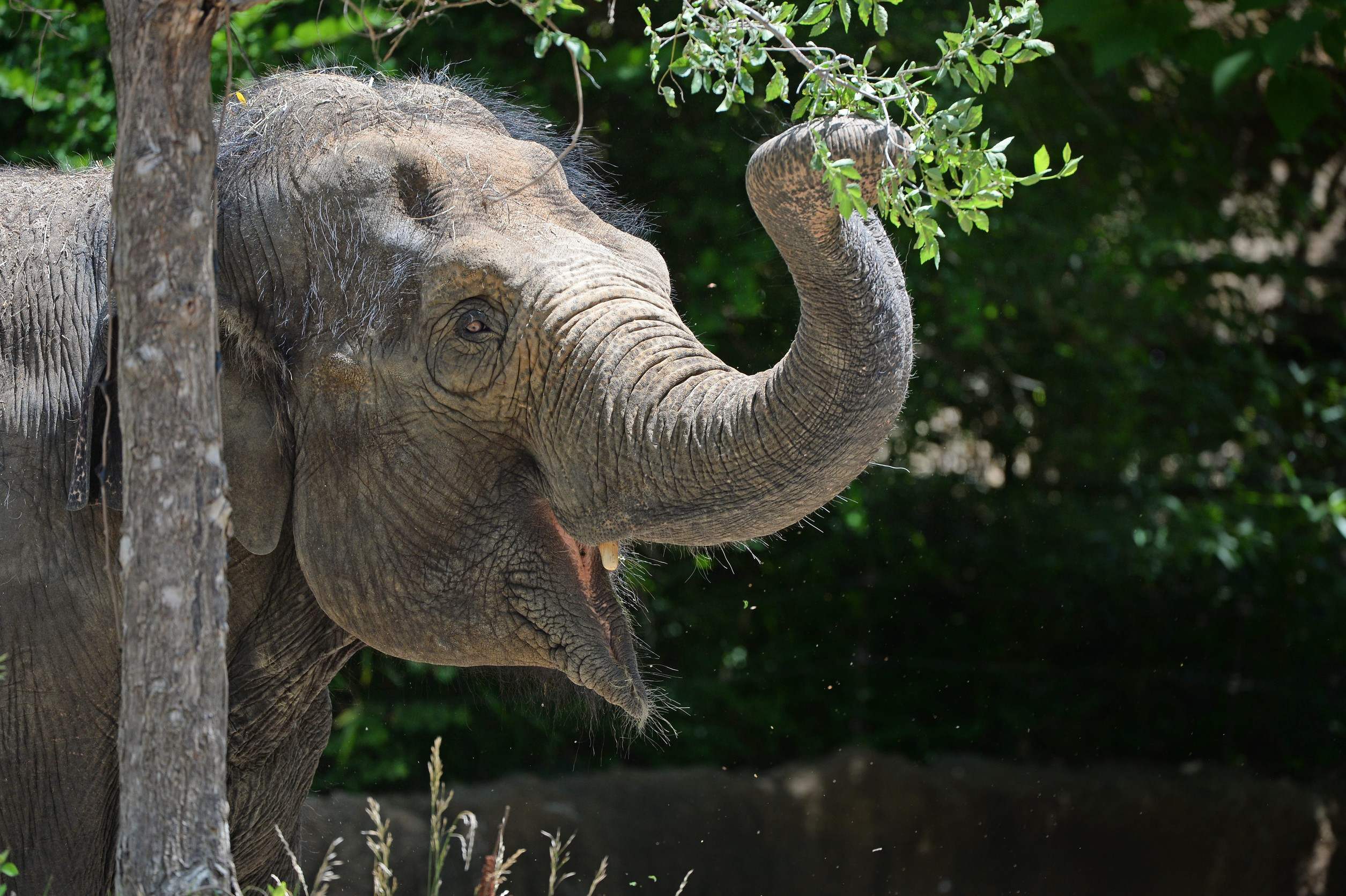 An Asian Elephant Getting Some Leaves During A Sunny Day An Asian Elephant Getting Some Leaves During A Sunny Day