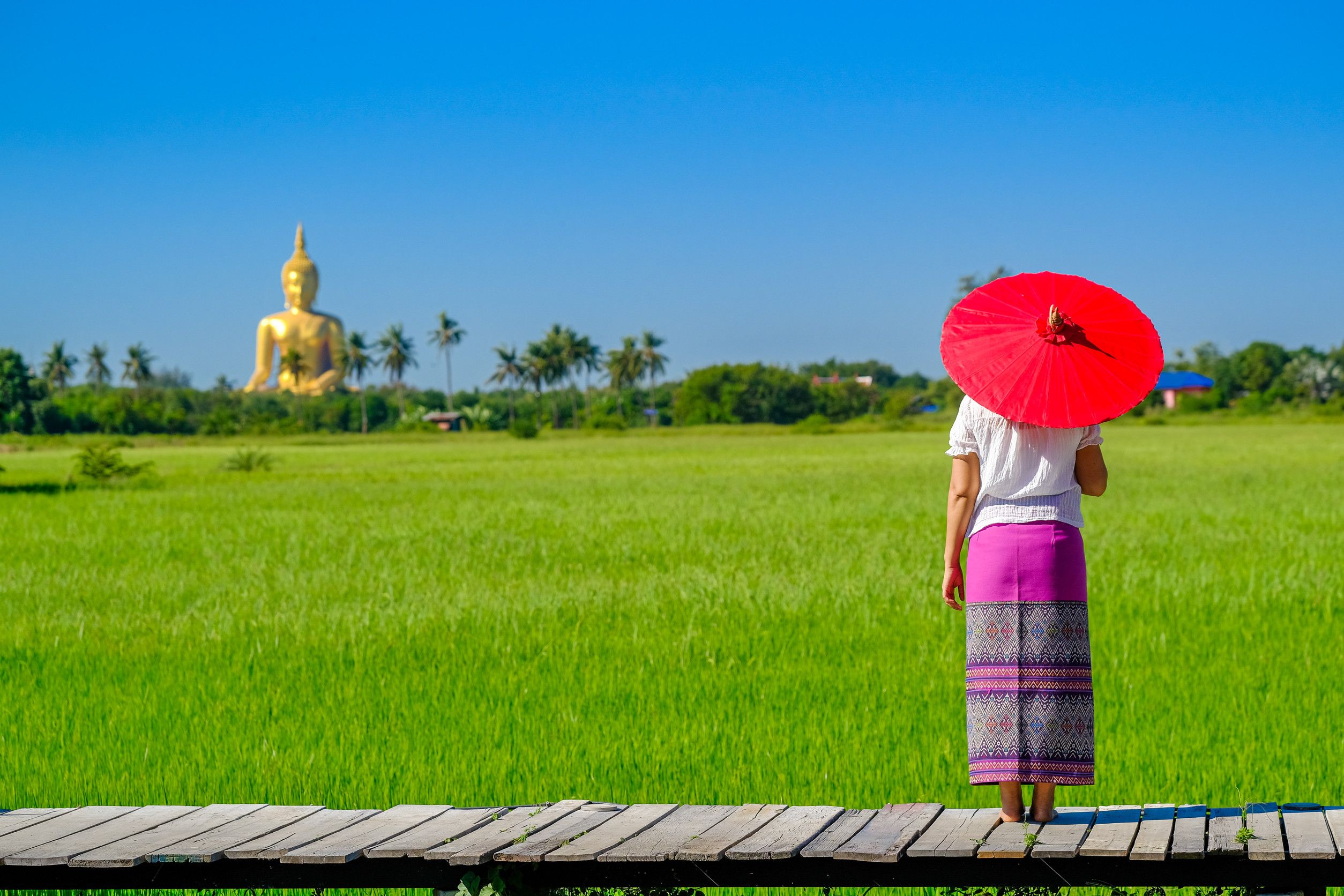 An Asian Woman Holding A Red Umbrella Walking On A Wooden Bridge In The Rice