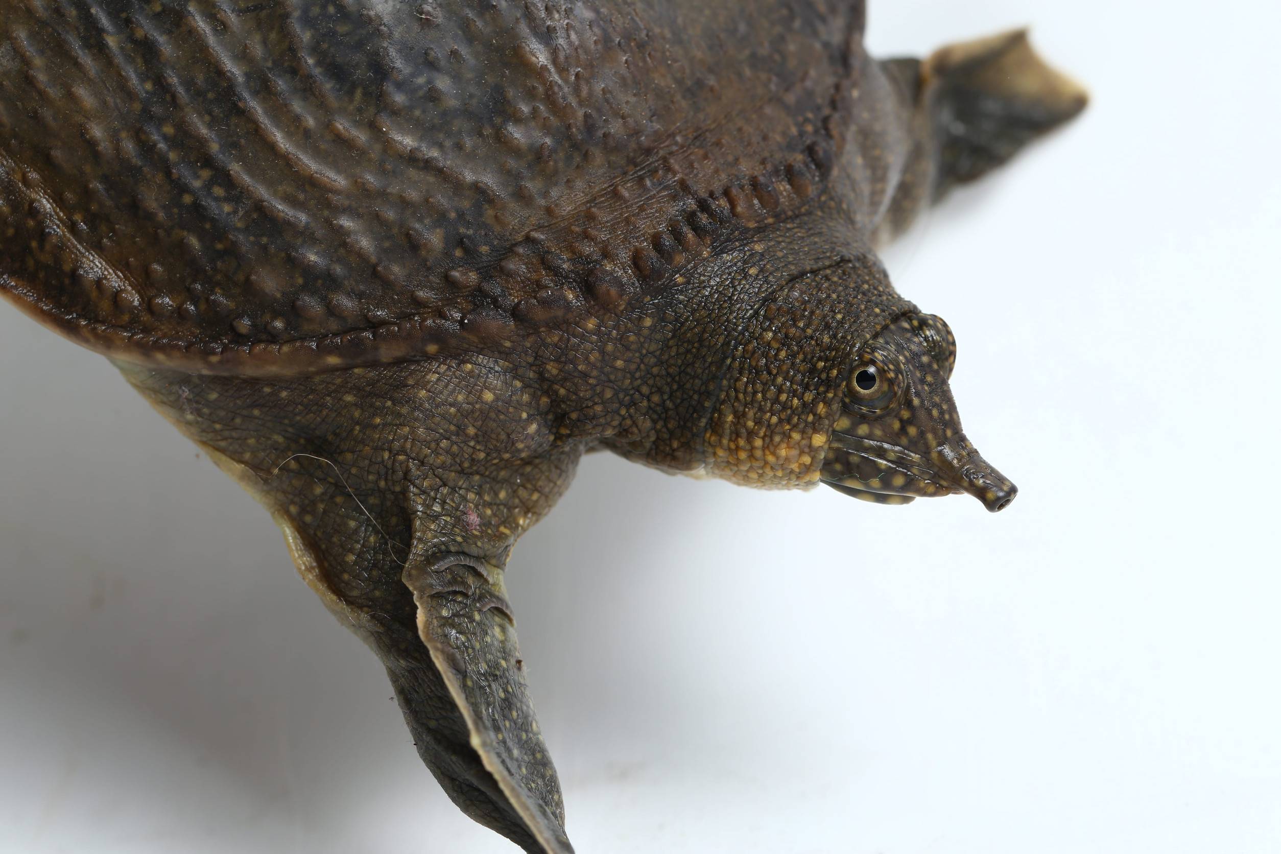 Asiatic Softshell Turtle Looking At The Camera Asiatic Softshell Turtle Looking At The Camera