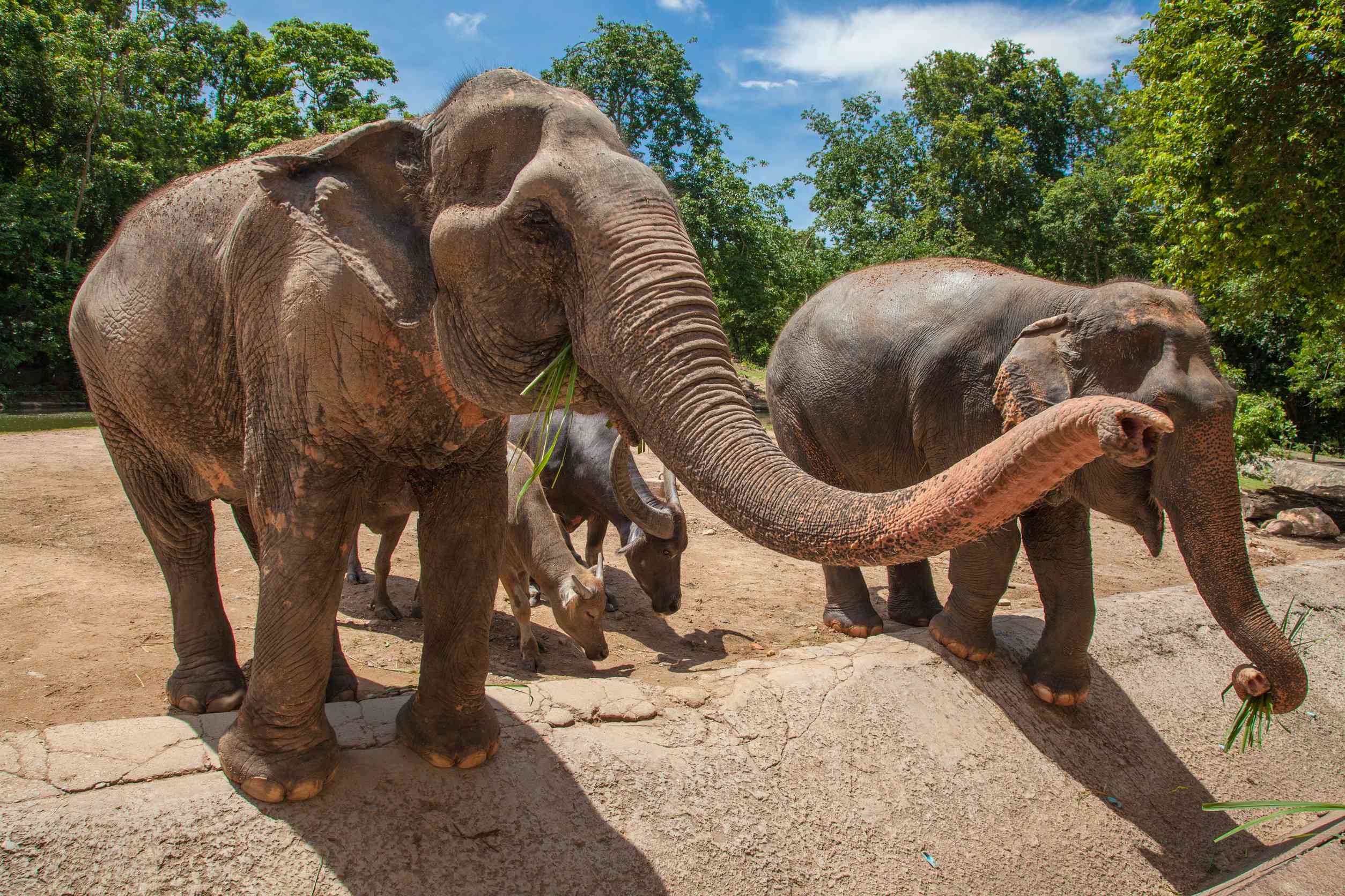 Elephant In Safari