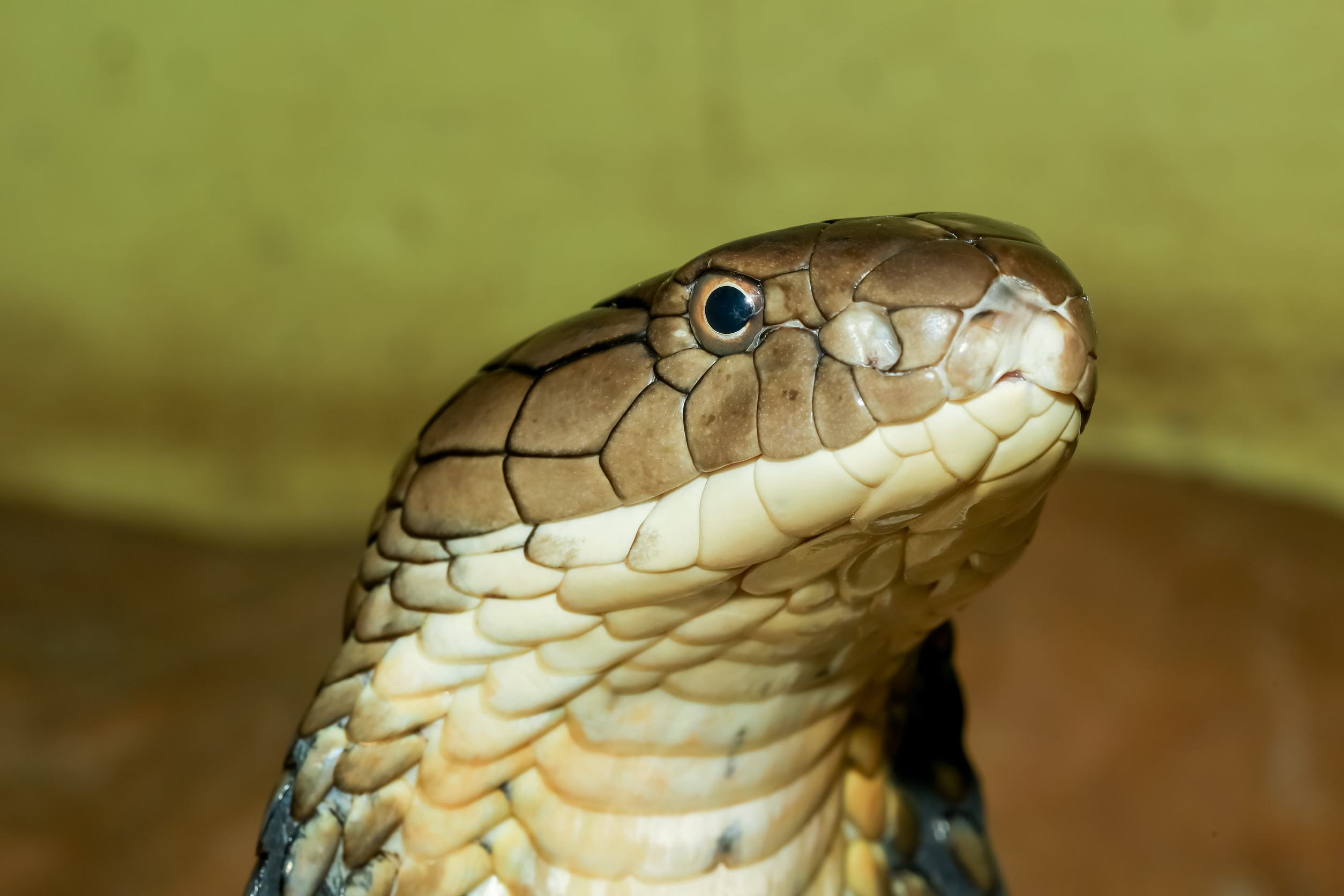 Extreme Close Up Of A King Cobras Head In Thailand Extreme Close Up Of A King Cobras Head In Thailand