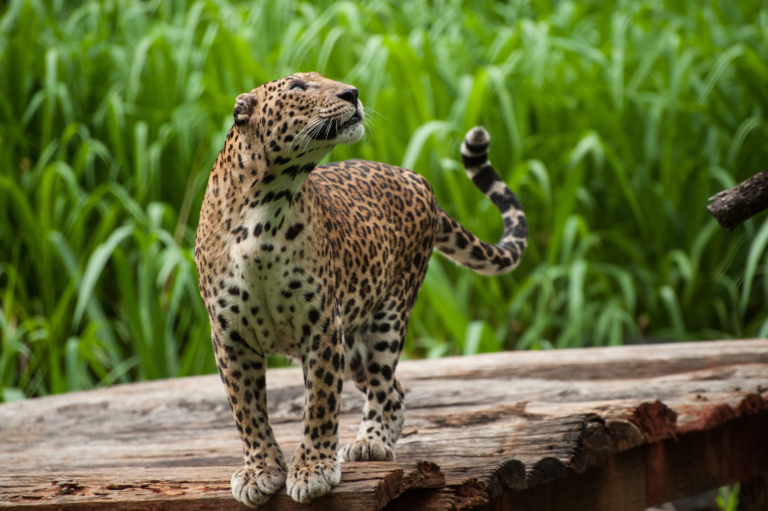 Leopard About To Jump On A Tree In The Thailand Zoo Leopard About To Jump On A Tree In The Thailand Zoo