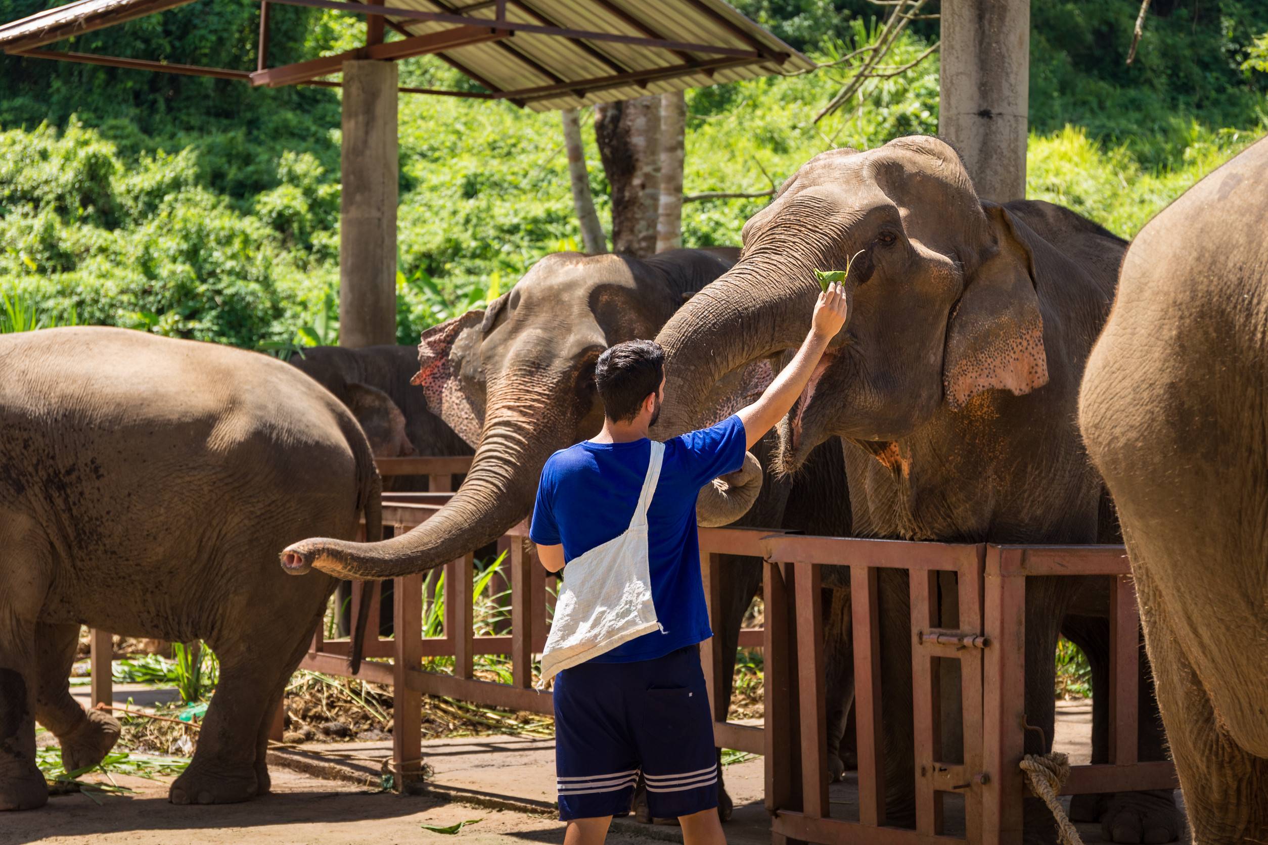 Young Man Feeds Elephants With Bananas In A Sanctuary In The Jungle